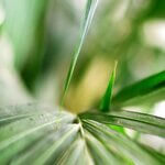 Areca leaf plant